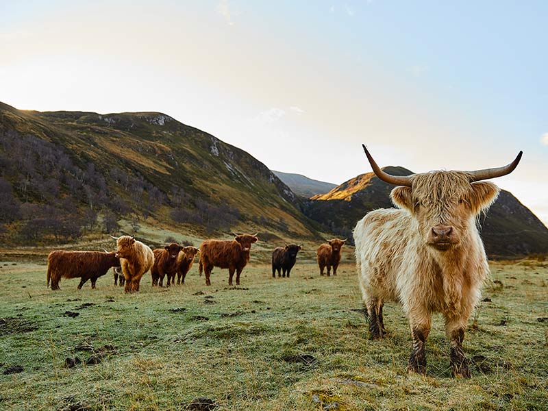 Highland cows in the mountains, with one shaggy cow in foreground and others behind.