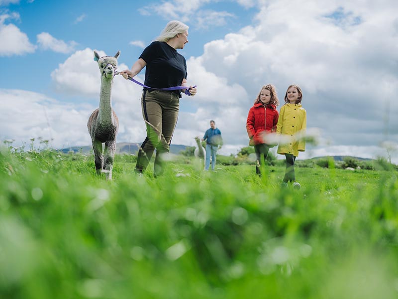 Alpaca Walking