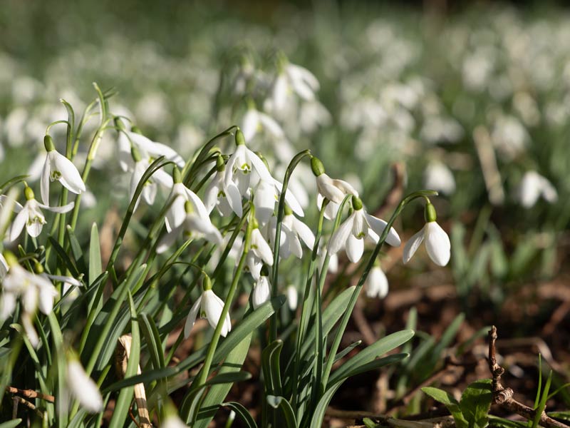 Snowdrops in Bloom