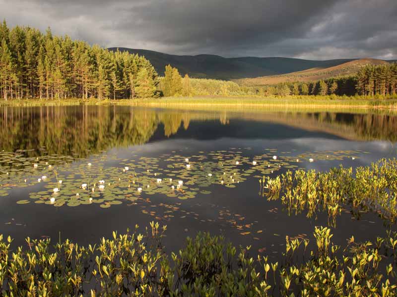 Photo taken over a dark and moody, but calm, loch dotted with lily pads. In the background, the far side of the loch is covered with lush green trees.