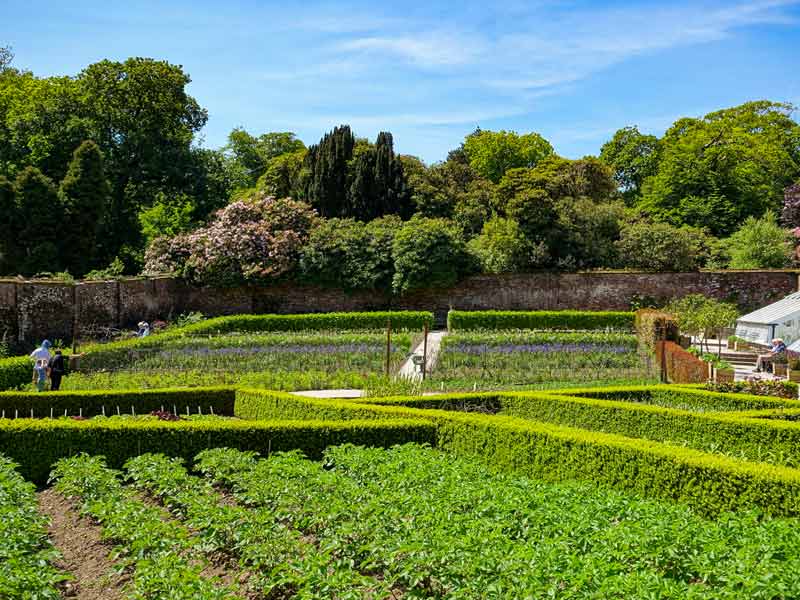 Photo looking across the lush greenery of the Lost Gardens of Heligan on a sunny day.
