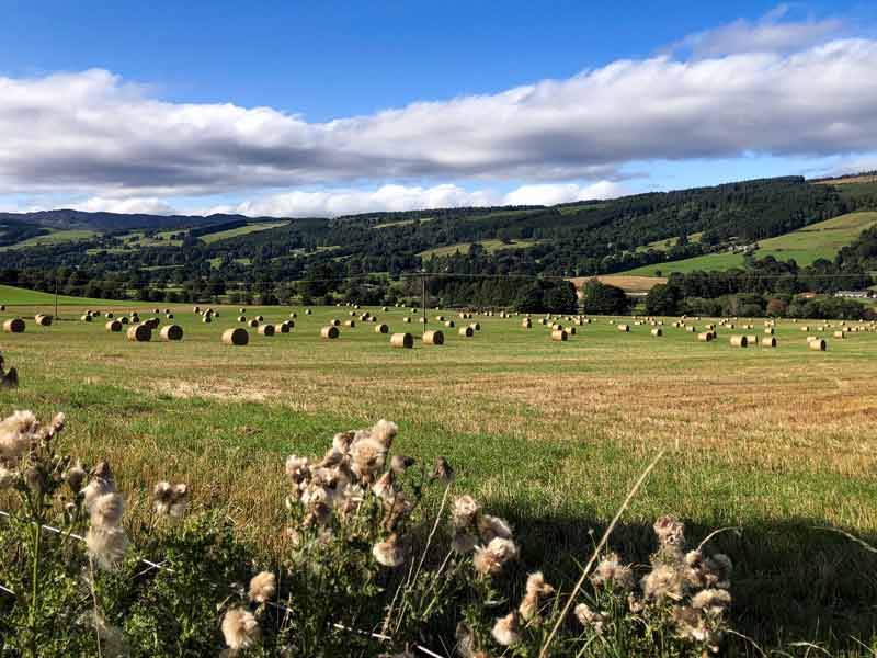 Photo looking from behind common cotton-grass over a grassy field dotted with neat hay bales.