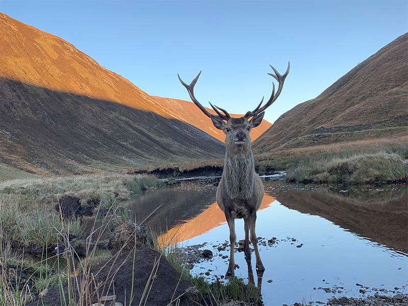 Red Deer Stag