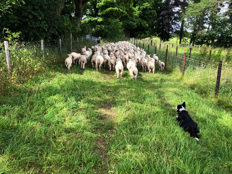 Sheepdog herding ewes and lambs on a sunny day at Belmerino Farm.