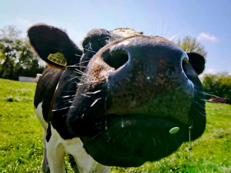 Dairy Cow