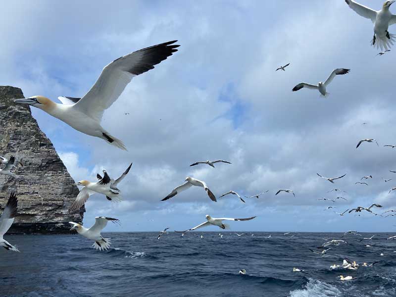 Gannets